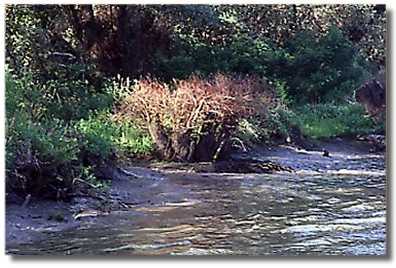 Delta del Danubio